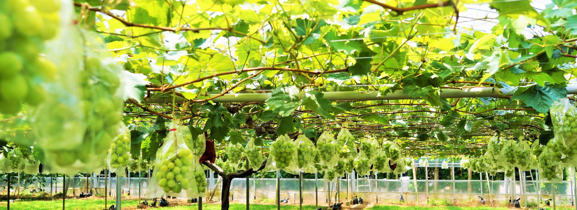 葡萄畑の中のレストラン